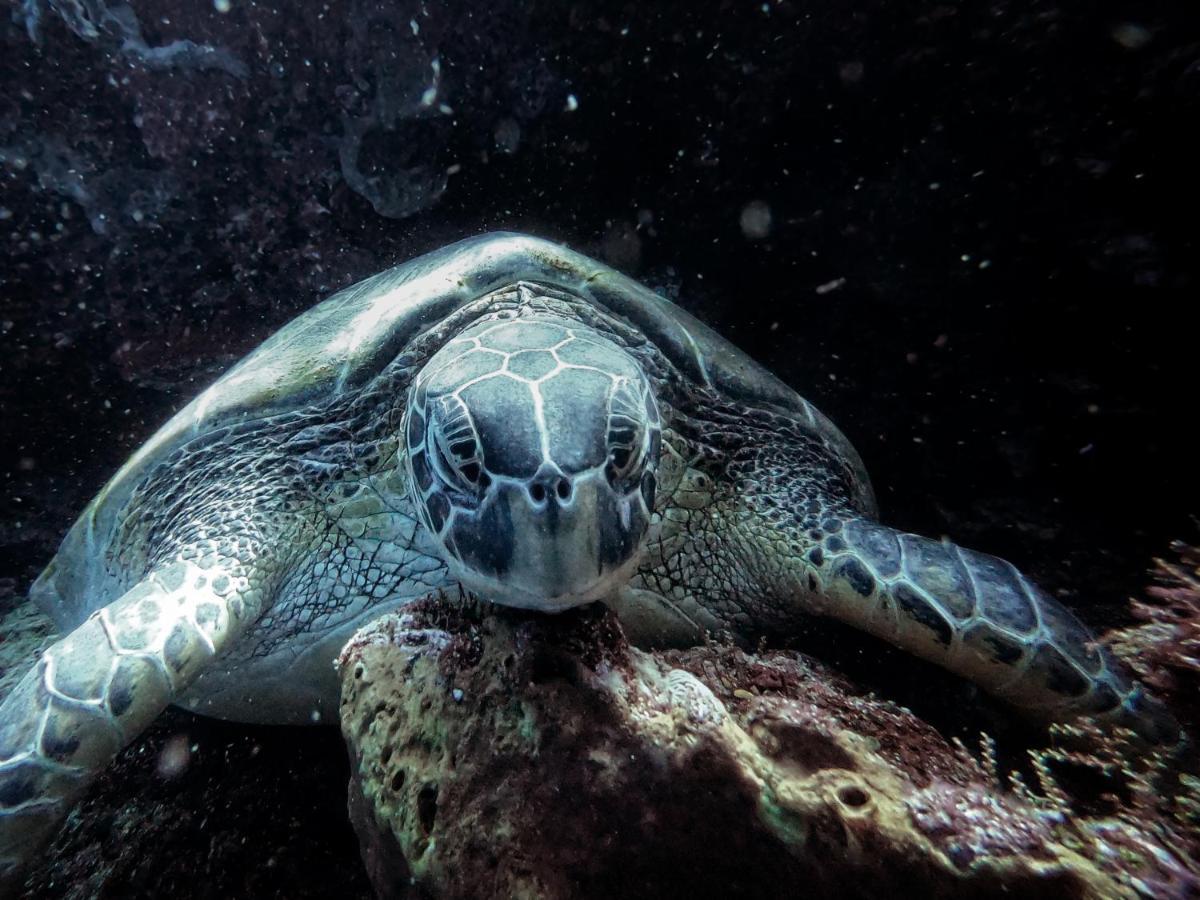 3Will Bunaken Dive Resort 外观 照片